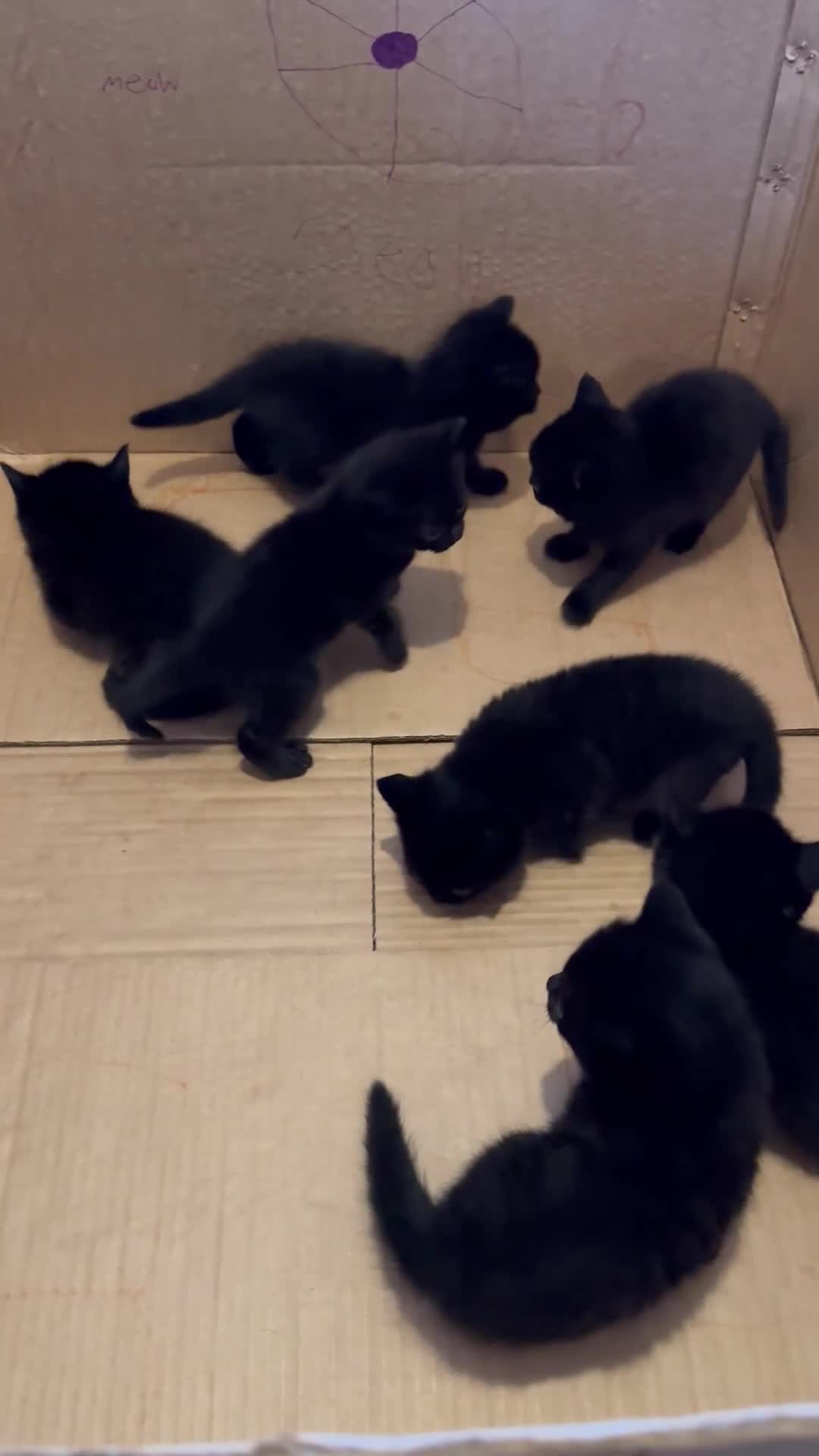 British Shorthair cats for sale: British shorthair cross - Video 1