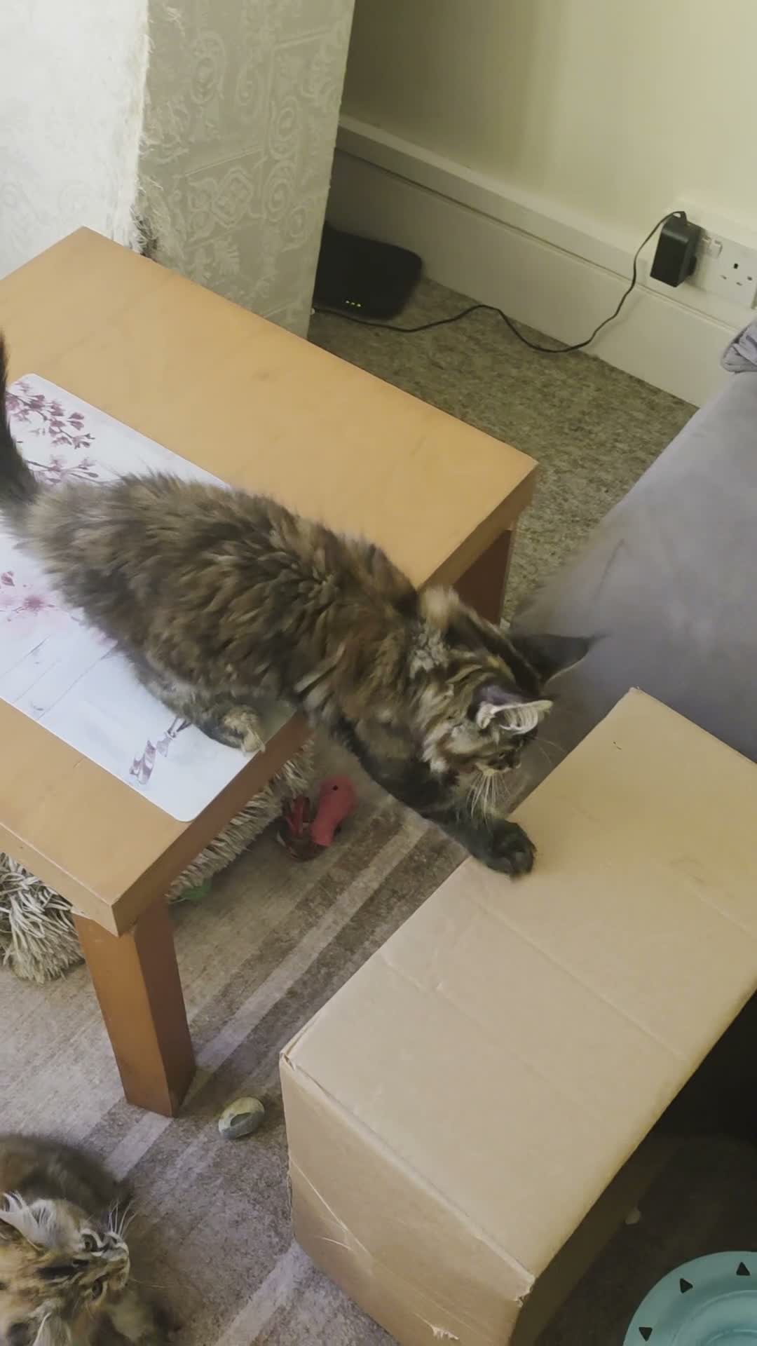 Maine Coon cats for sale: Wonderful loving Maine Coon kittens - Video 2