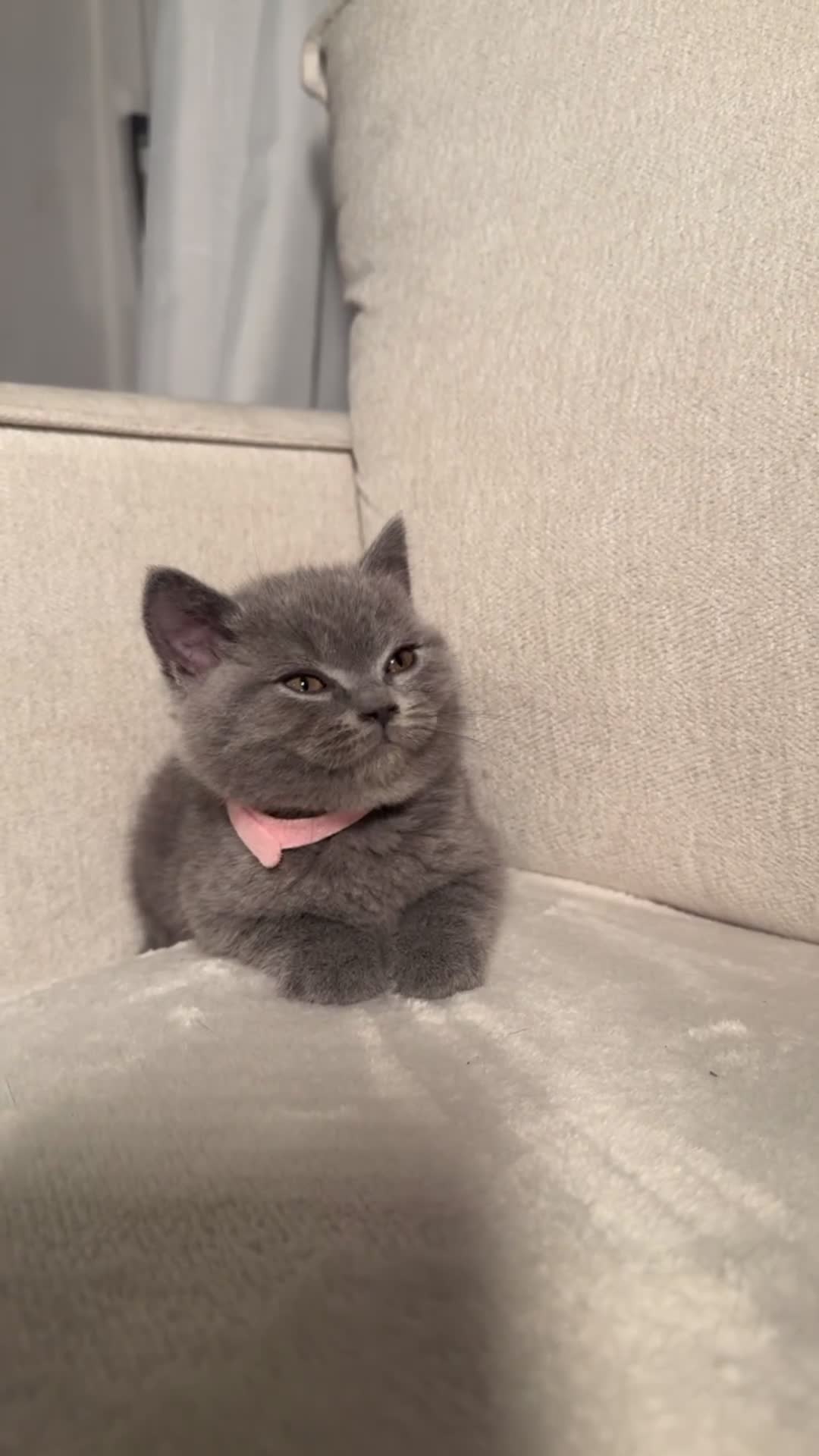 British Shorthair cats for sale: British short hair kittens  - Video 3