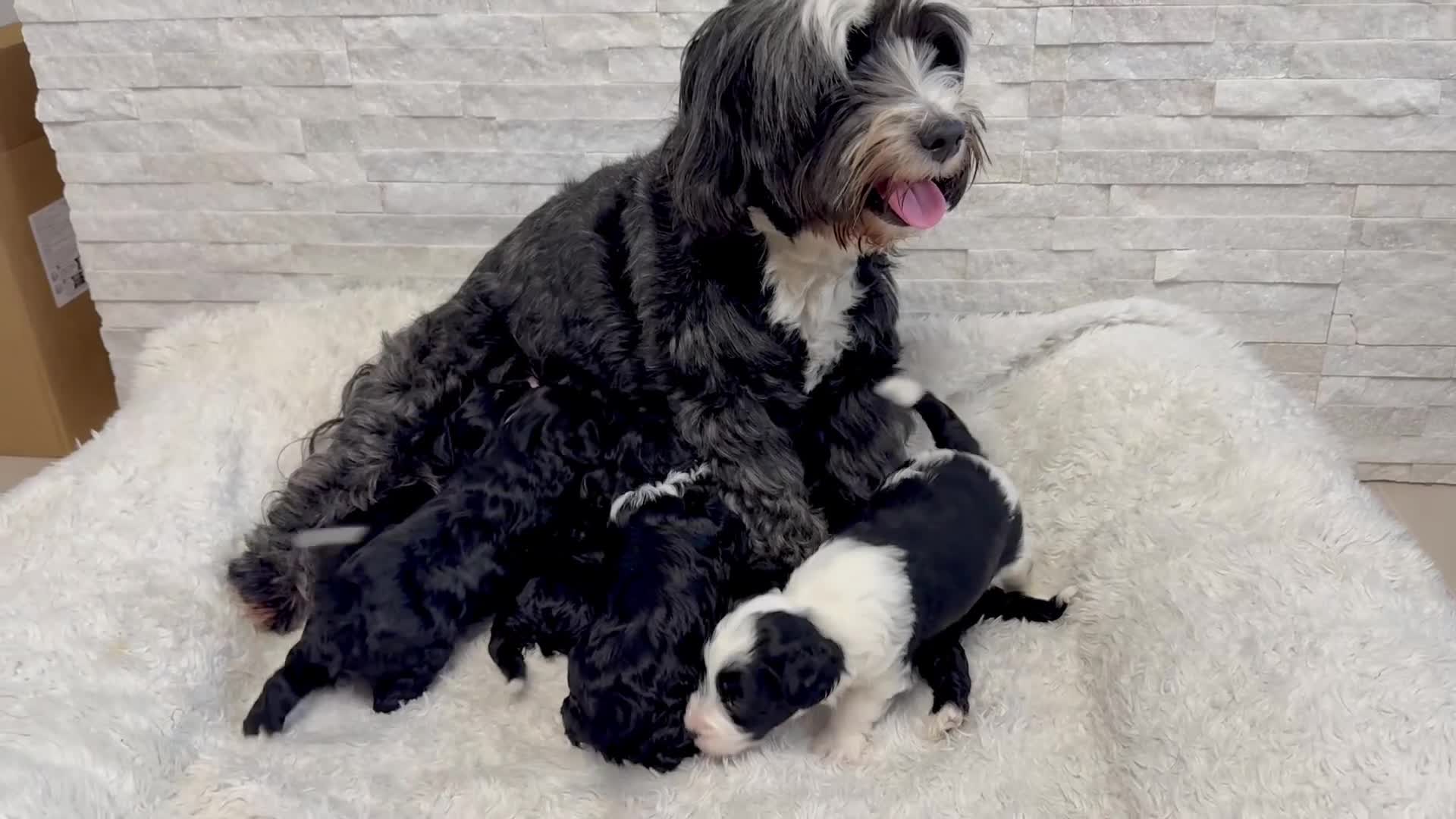 Mixed Breed dogs for sale: Fab❤️ Tibetan terrier X Miniature poodle puppies❤️ - Video 3