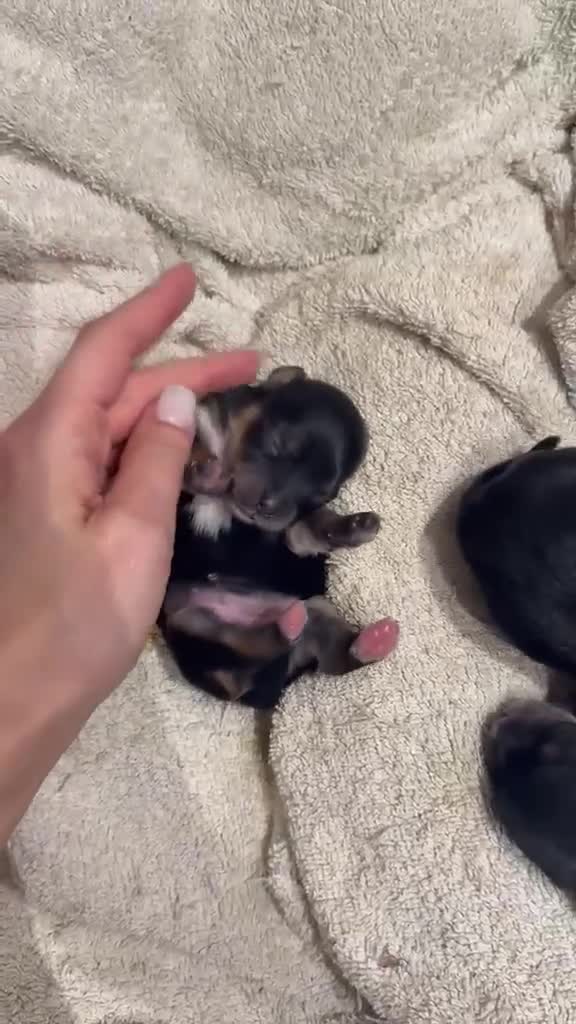 Morkie dogs for sale: Morkies <3 5 gorgeous puppies  in London - Video 2