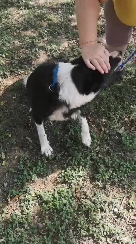 Mixed Breed dogs for adoption: Urgent 🚨 A Home for Lulu Kennel is closing  in Hengoed - Video 1