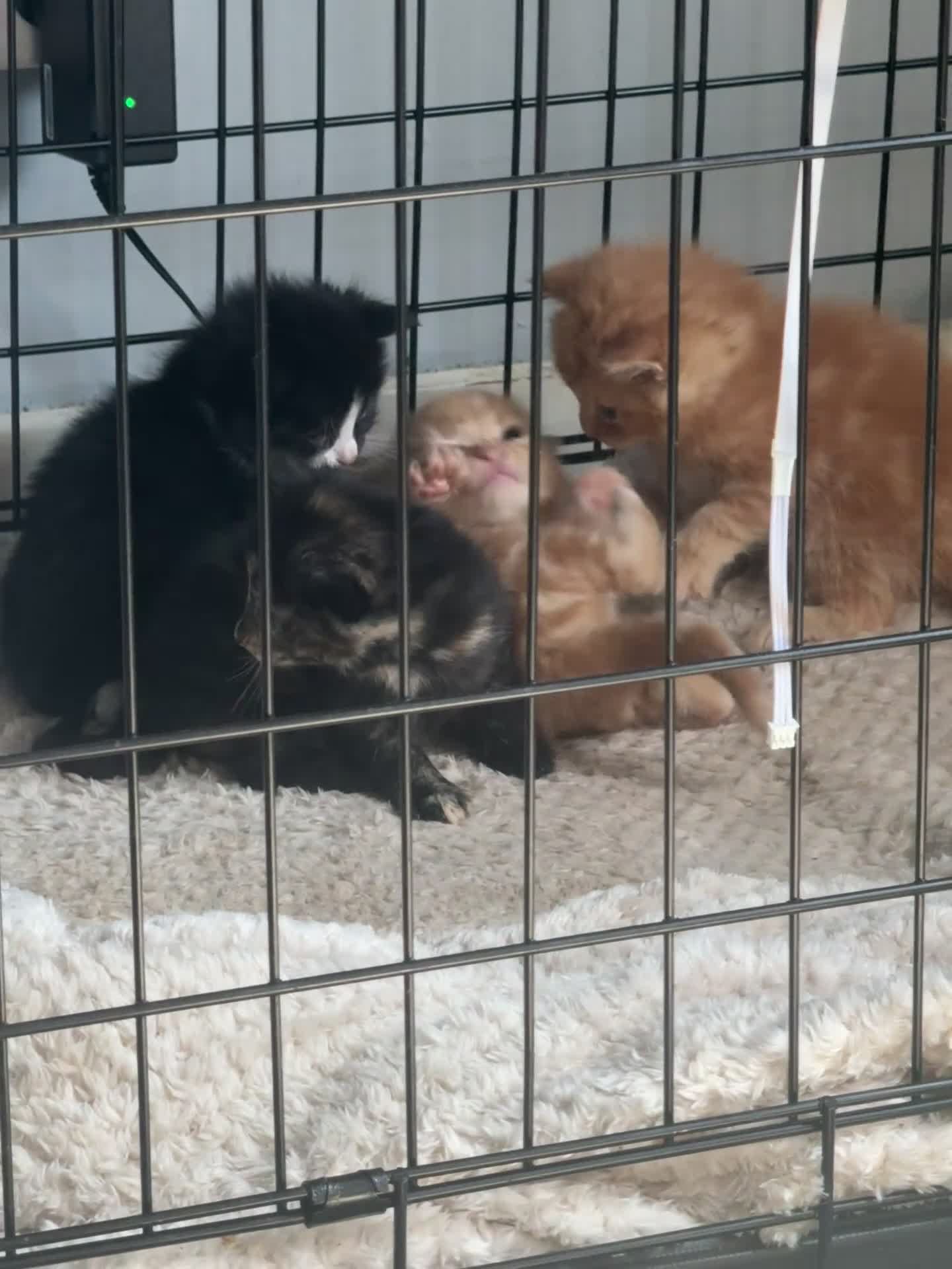 Mixed Breed cats for sale: 8 stunning kittens  - Video 2
