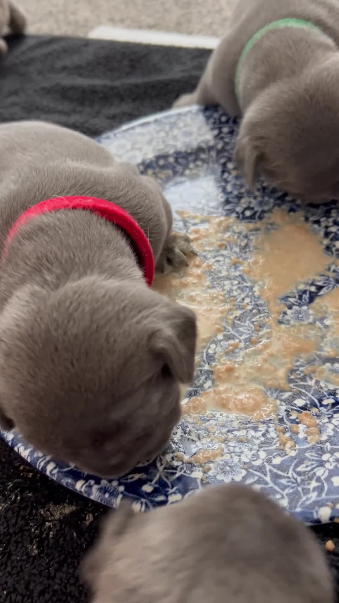 French Bulldog dogs for sale:  male looking for ⭐️⭐️⭐️⭐️forever home 🏠🐶🐾 in Stafford - Video 1