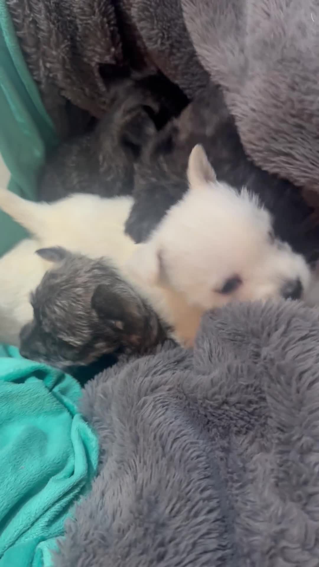 Mixed Breed dogs for sale: westie /wauzers - Video 1