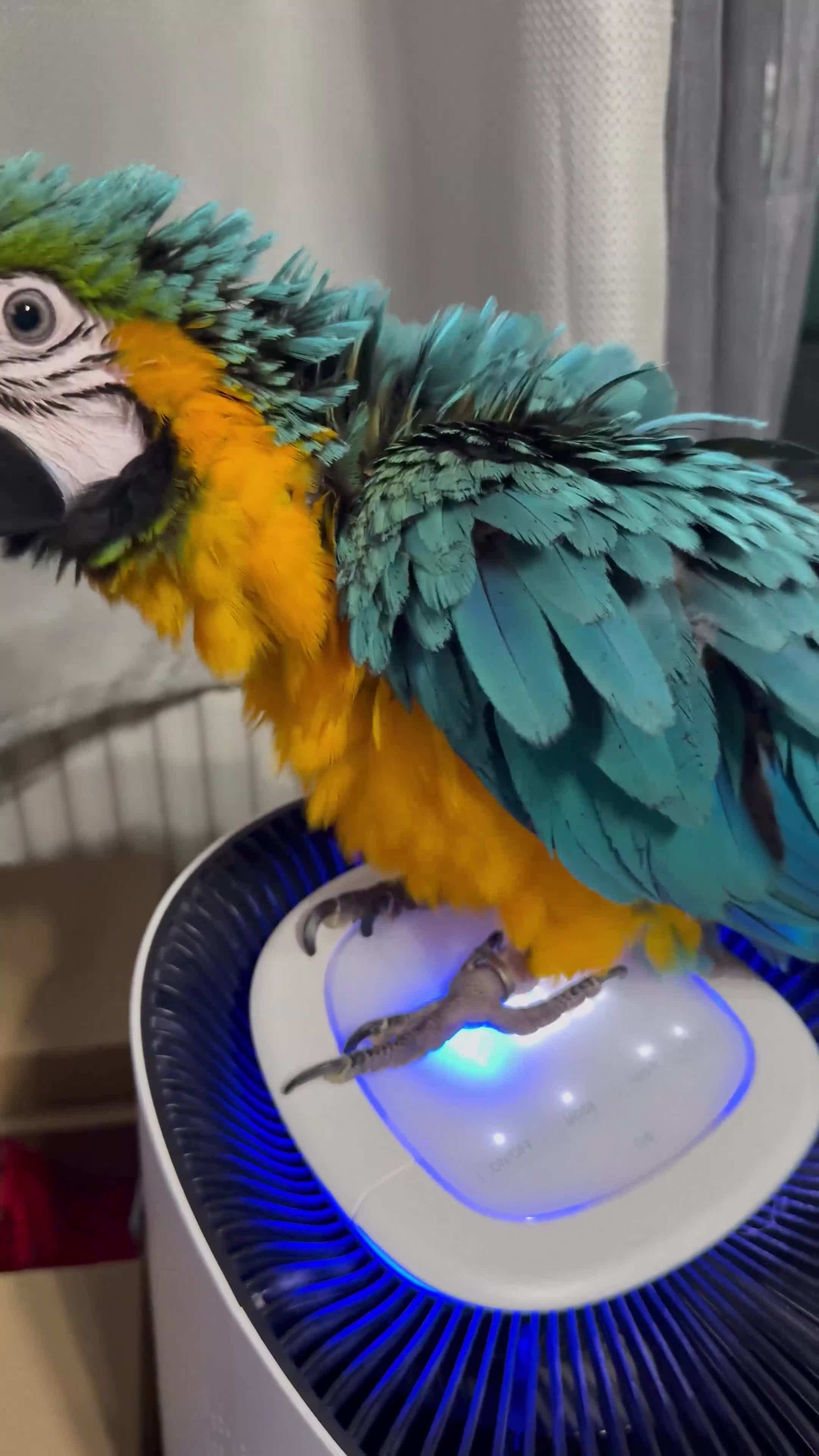 Macaws birds for sale: Empress  - Video 1
