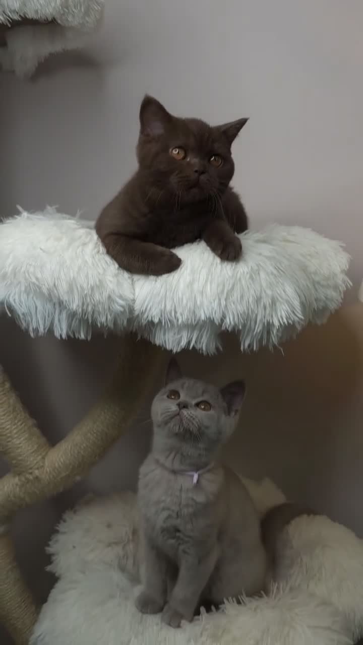 British Shorthair cats for sale: Cinnamon British Shorthair Female 🧡👑 - Video 3