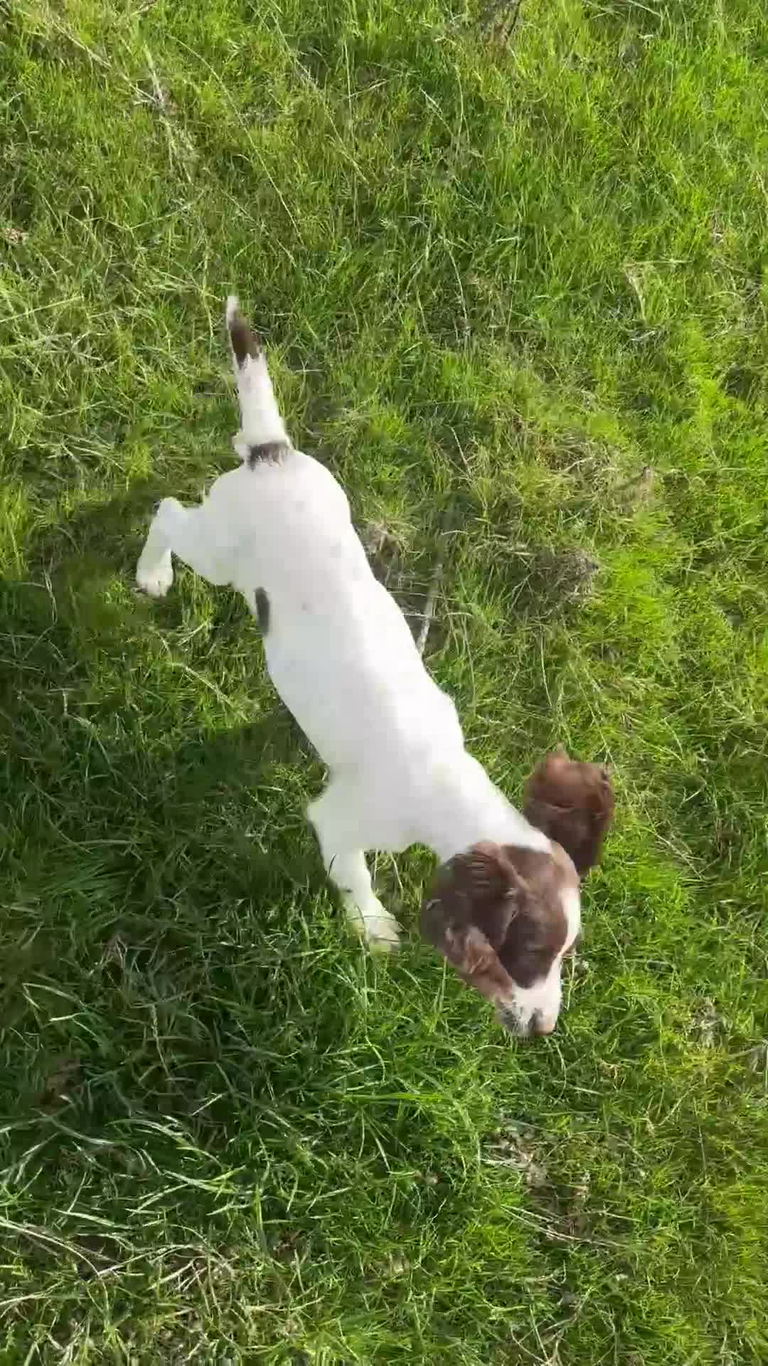 English Springer Spaniel dogs for sale: Stunning KC registered Springer Spaniel Girl  - Video 1