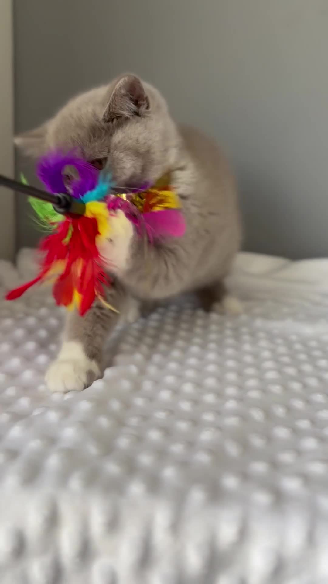 British Shorthair cats for sale: GGCF registered lilac bi kittens available  - Video 1
