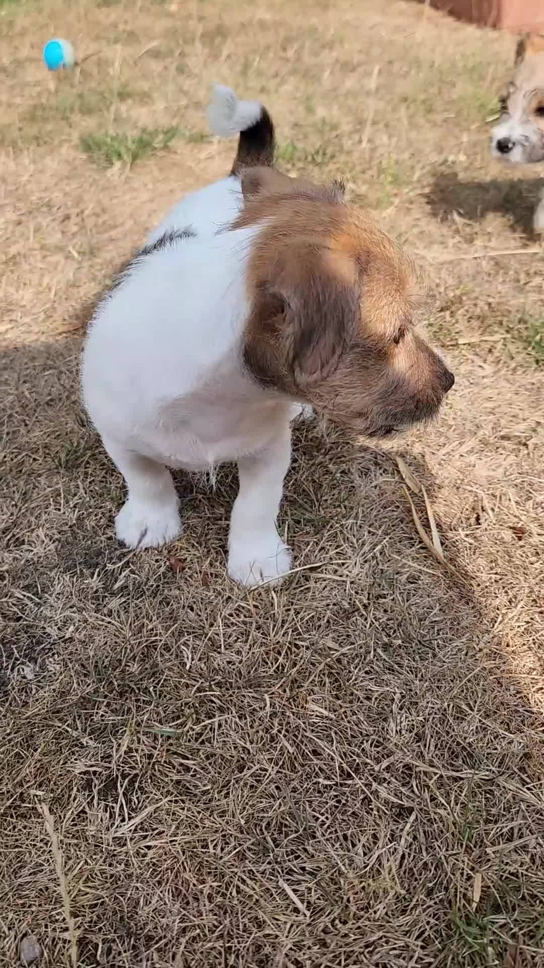 Jack Russell dogs for sale: 2 Gorgeous Jack Russell Males for sale - Video 5