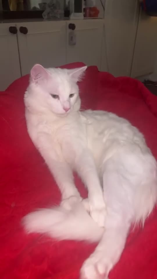 Maine Coon cats for sale: Russian white x Maine coone BL - Video 1