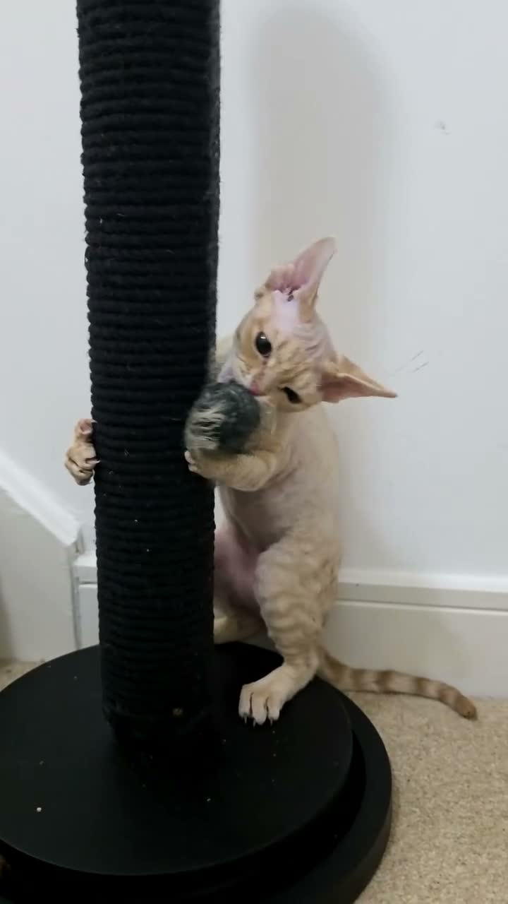 Devon Rex cats for sale: Stunning Devon Rex Girl Fully Vaccinated Ready Now - Video 1
