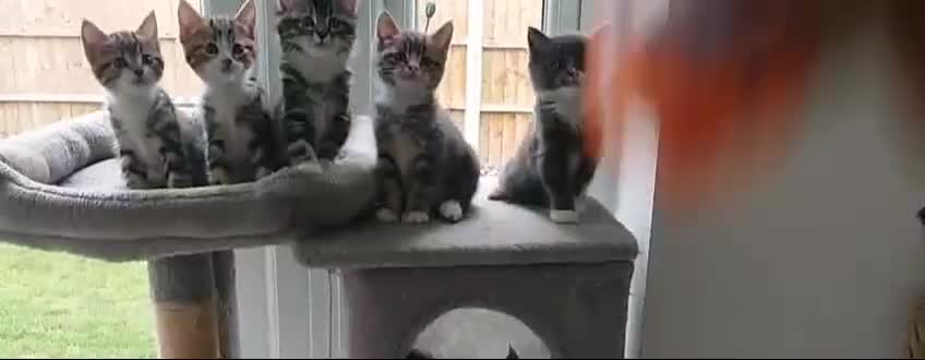 Domestic Shorthair cats for sale: Super stunning kittens - Video 1