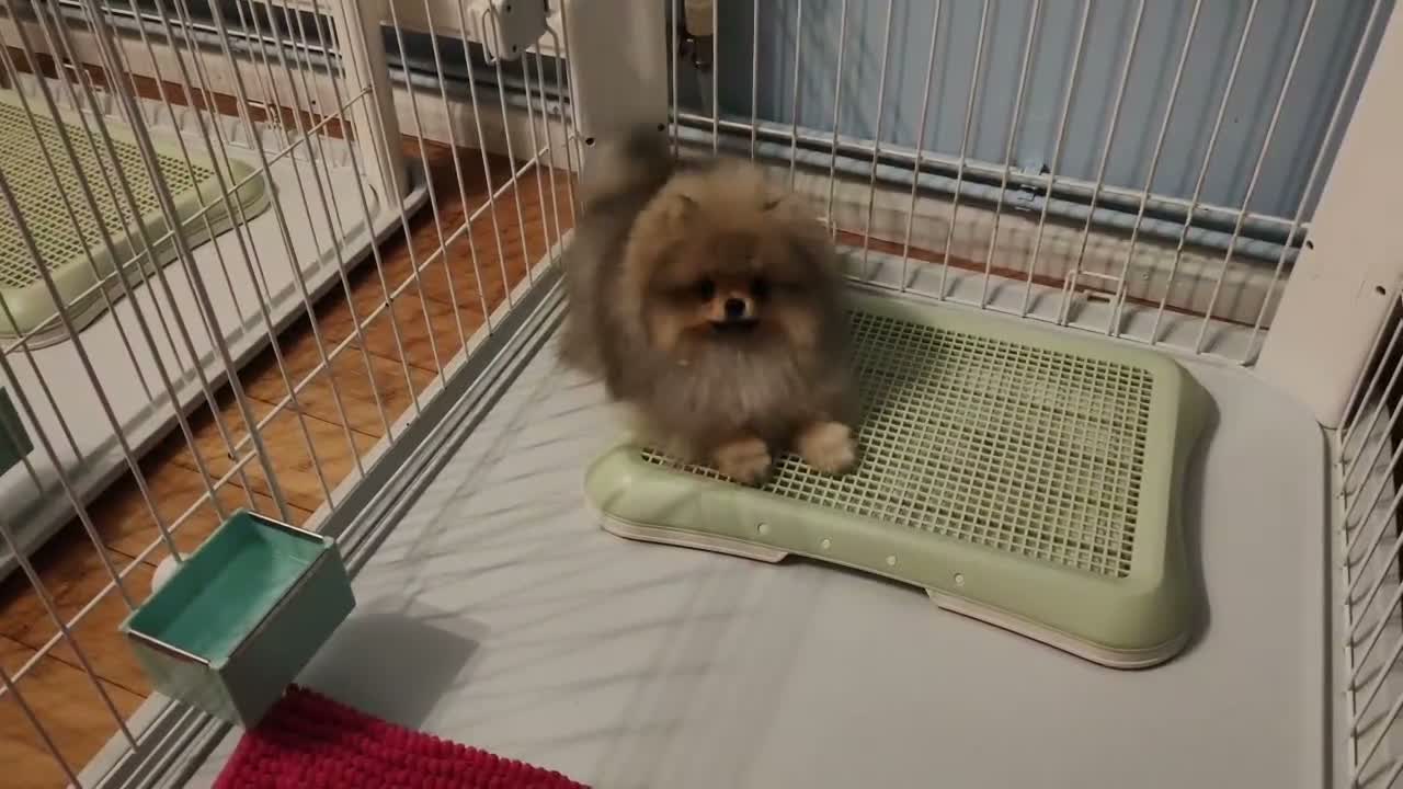 Pomeranian dogs for sale: Incredibly fluffy Pom puppies  - Video 4