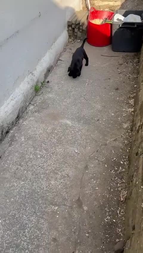 Labrador Retriever dogs for sale: Black Labrador Retriever Pups - Video 1
