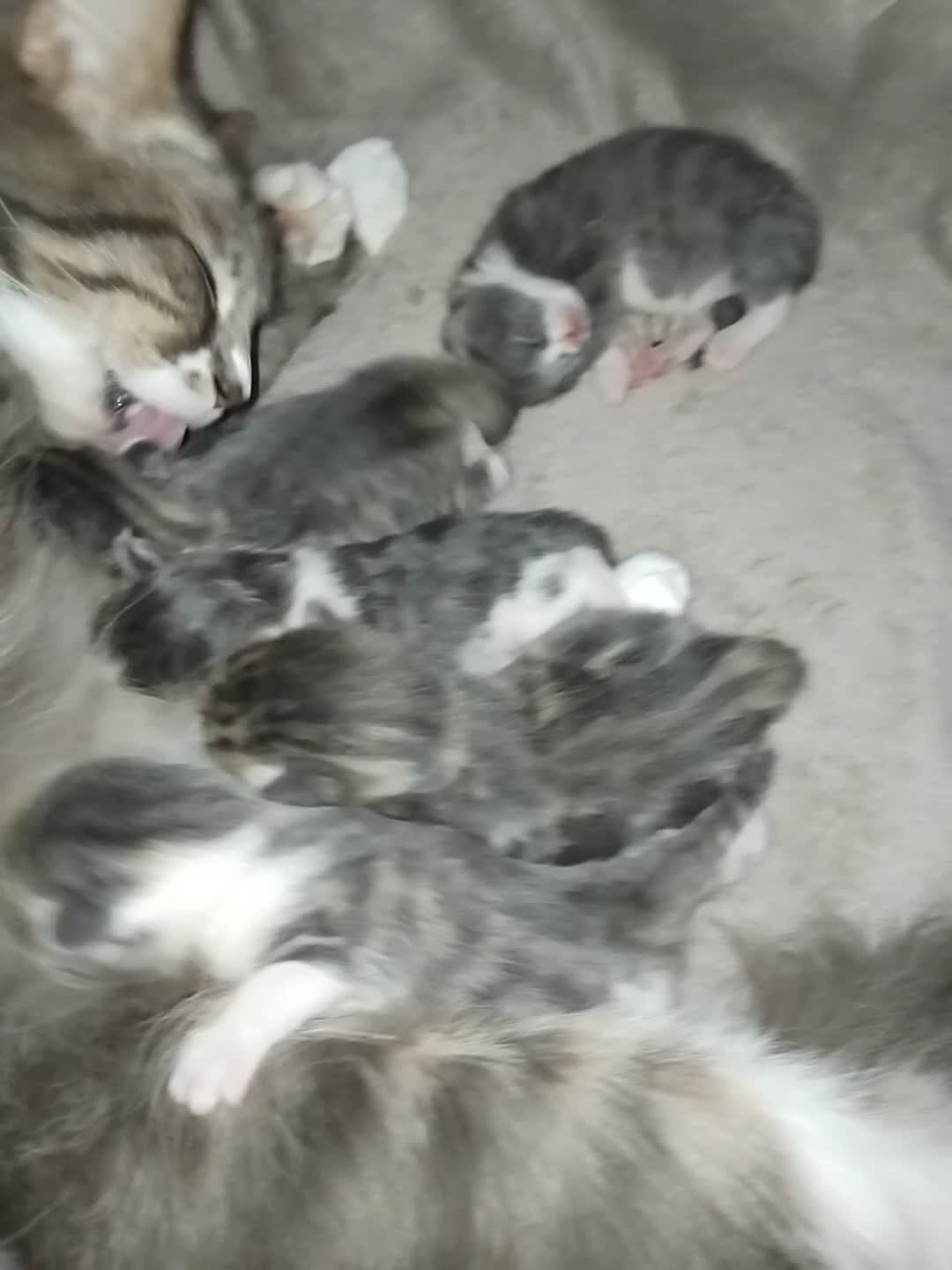 Mixed Breed cats for sale: Kittens for sale  - Video 2