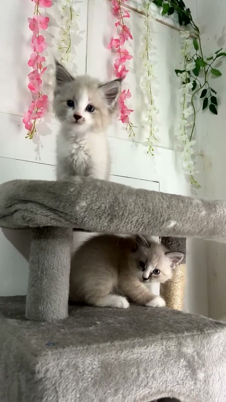 Siberian cats for sale: Pure bred neva masquerade siberian kittens  - Video 2