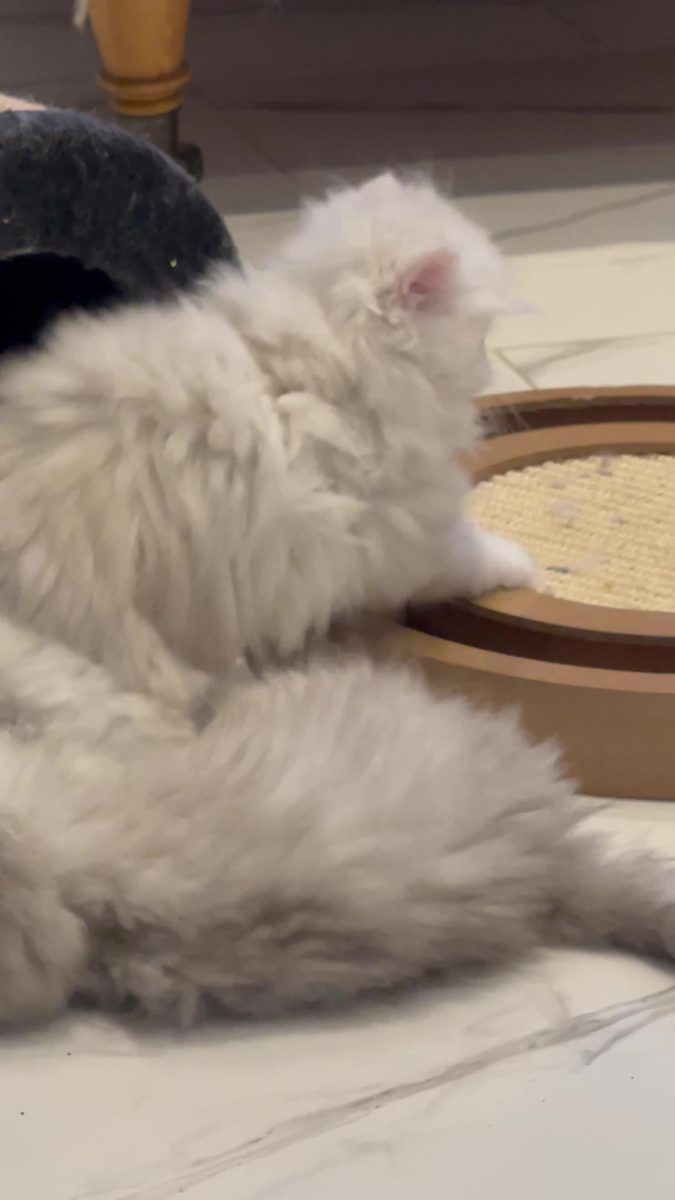 Persian cats for sale: Silver Persian chinchilla kittens, 2 Male 1 Female - Video 5