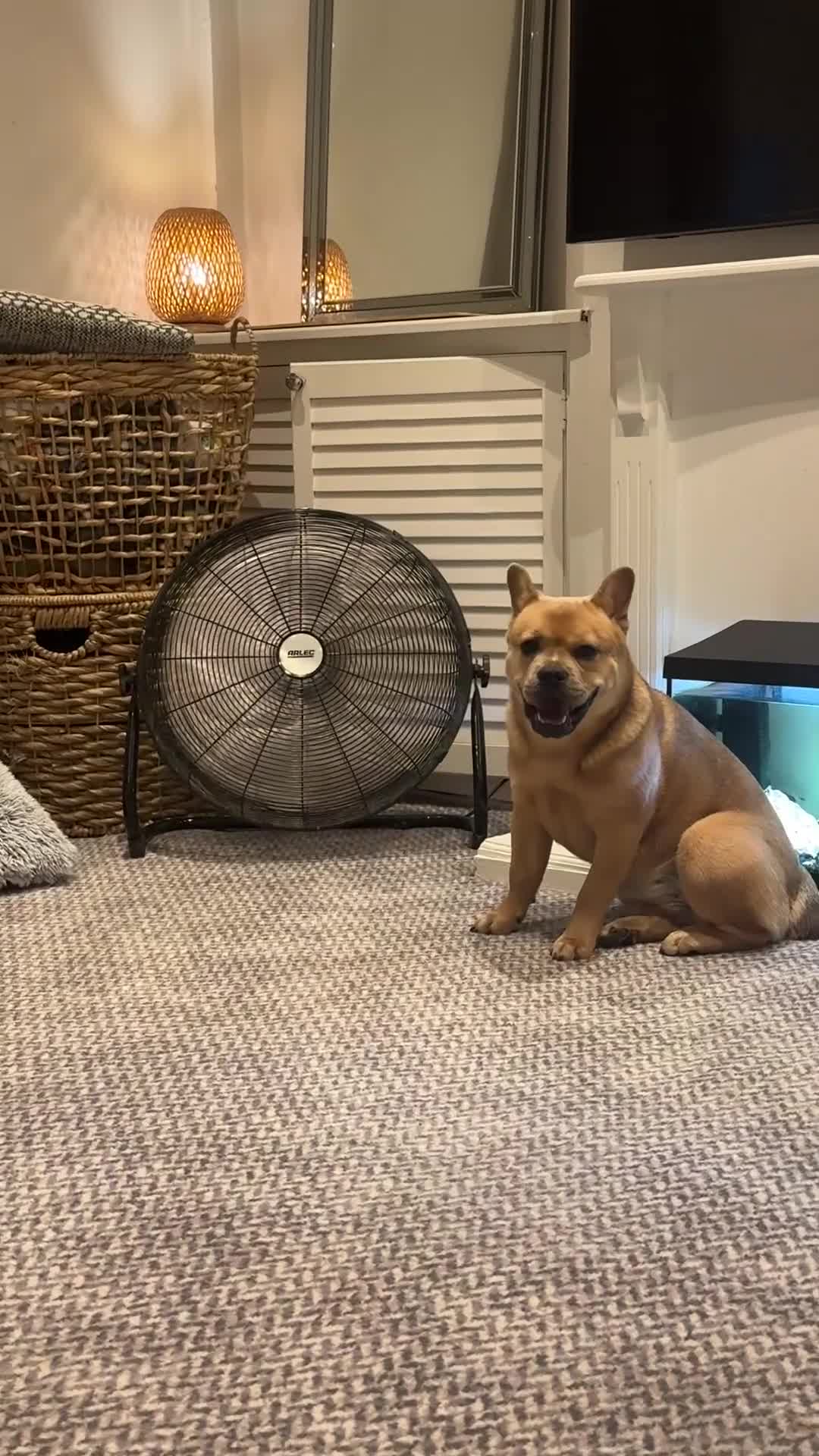 Mixed Breed dogs for sale: French bulldog x chow  in Southend-on-Sea - Video 2