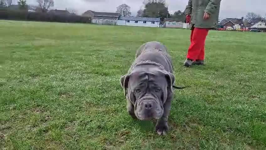 Mastiff dogs for sale: Stunning & stacked mastiff bitch for sale - Video 1
