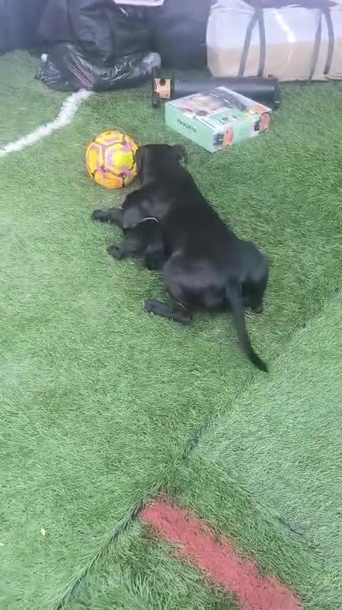 Mixed Breed dogs for sale: Cane Corso in London - Video 1