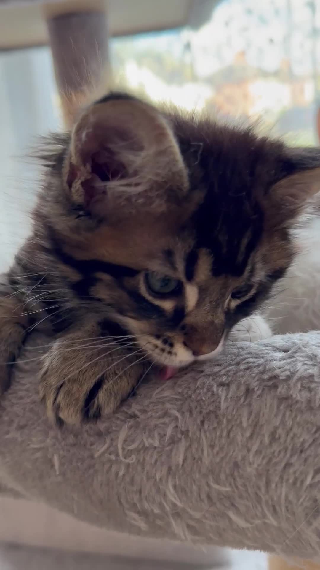 Maine Coon cats for sale: 3 stunning babies left - Video 1