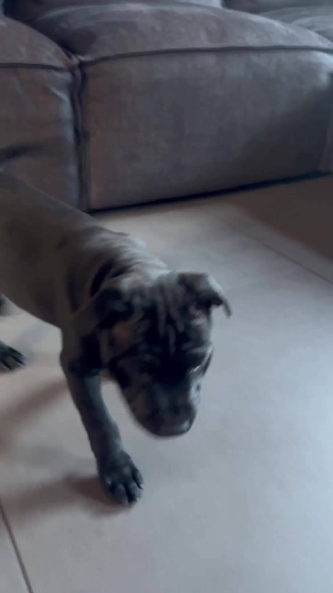 Staffordshire Bull Terrier dogs for sale: 1 remaining! Pharaon X Piro X Bill Champion pups - Video 3