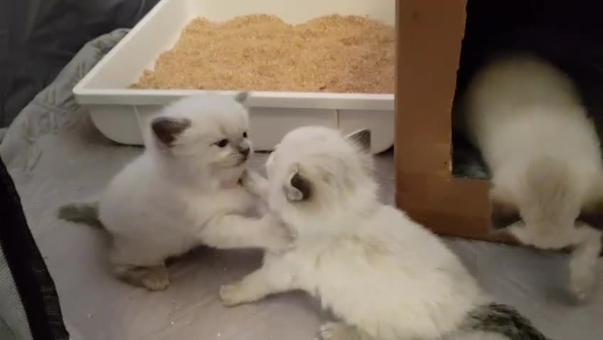 Ragdoll cats for sale: Adorable Ragdoll Babies  - Video 4