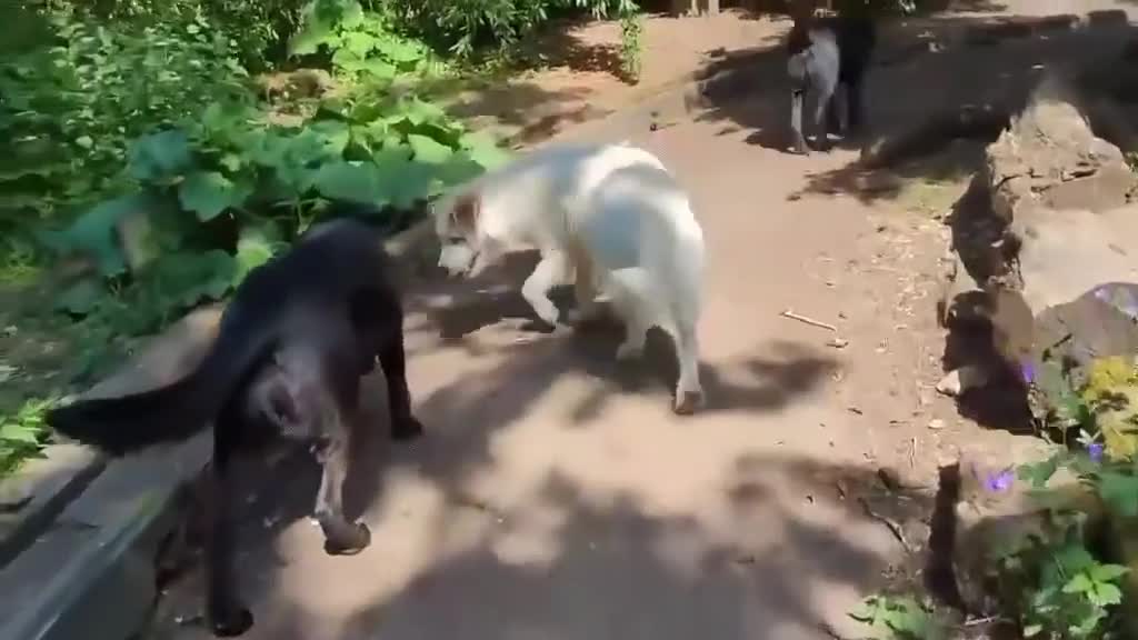 Lurcher dogs for adoption: KALLIE-friendly&playful girl/loves dogs/energetic - Video 2