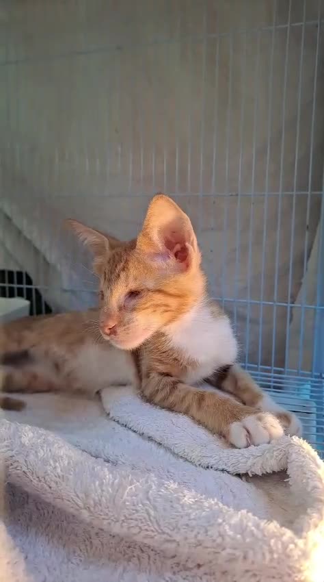 Mixed Breed cats for adoption: WE FIUND 2 BLIND KITTENS- CAN WE FIND ADOPTERS ??? - Video 2