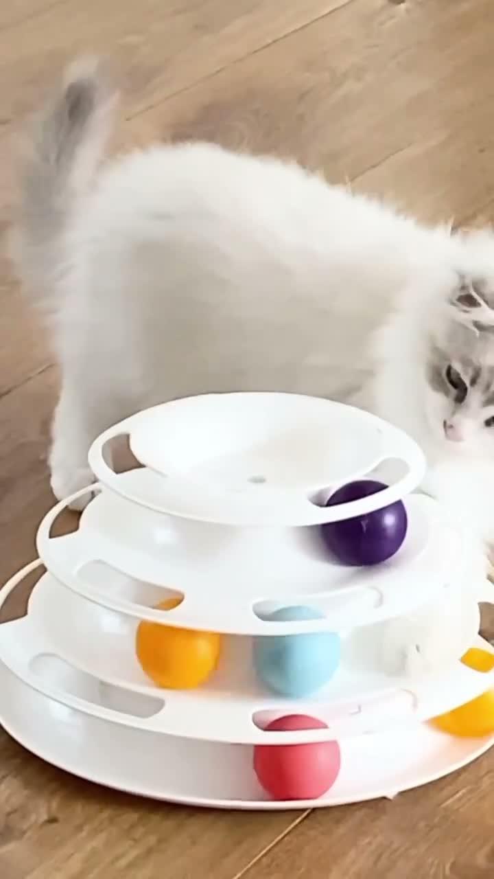 Ragdoll cats for sale: READY NOW *** GCCF REGISTERED RAGDOLL KITTENS - Video 1