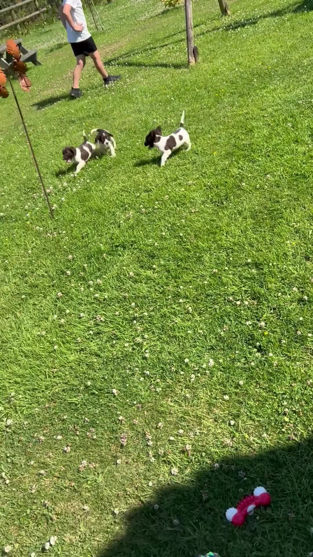 English Springer Spaniel dogs for sale: Springer Spaniel puppy  in Okehampton - Video 2