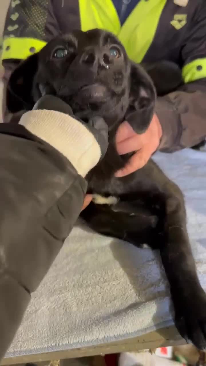 Mixed Breed dogs for adoption: Espresso for adoption in Hastings - Video 1