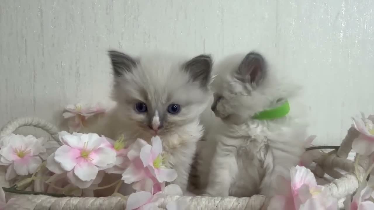 Ragdoll cats for sale: 10 Stunning Ragdoll Kittens available 🐾 in Henfield - Video 1