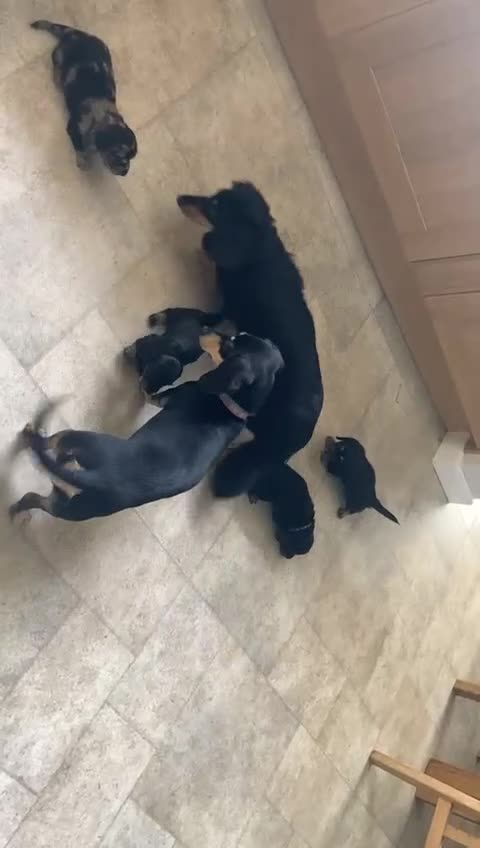 Miniature Dachshund dogs for sale: Beautiful Miniature Dachshund Puppies  - Video 1