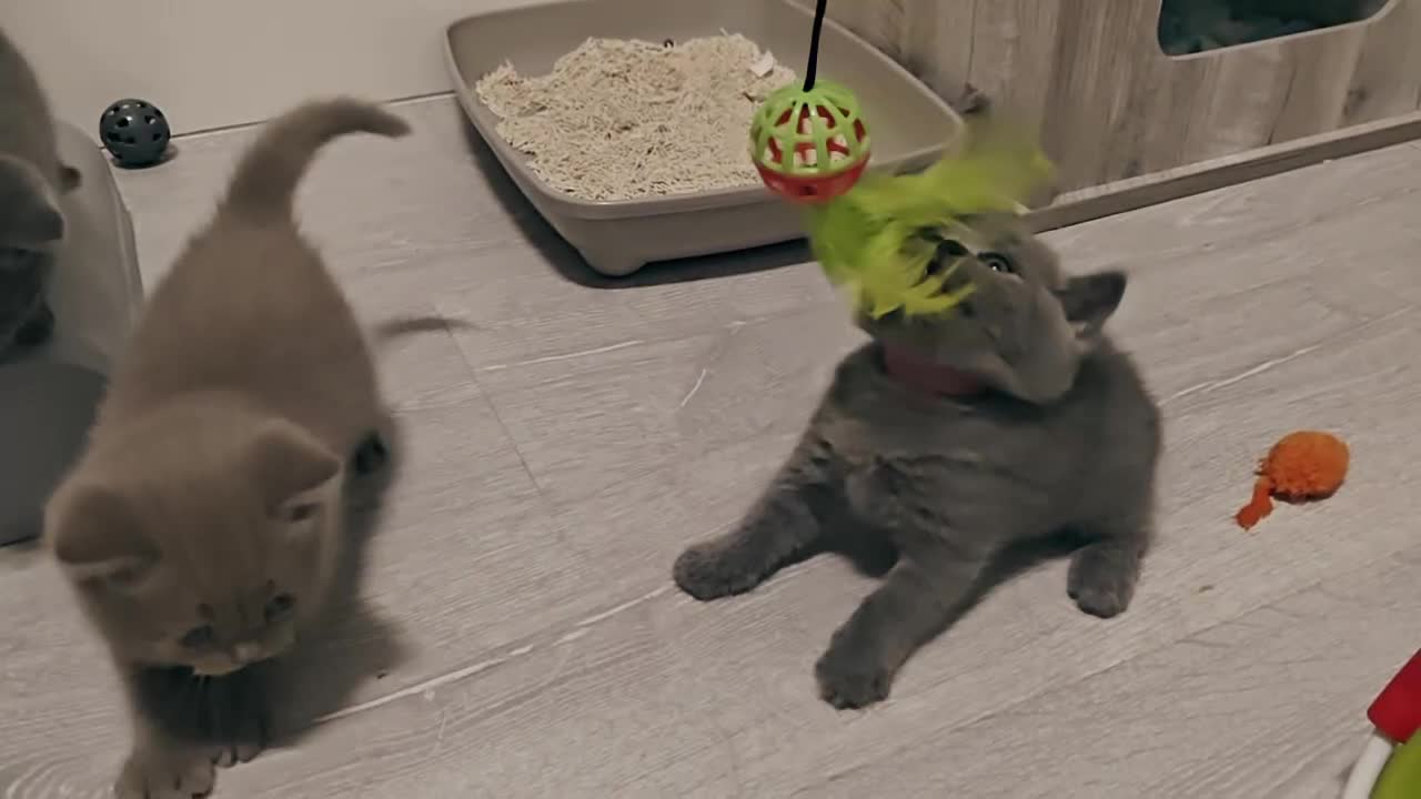 British Shorthair cats for sale: British shorthair blue / lilac kittens  - Video 4