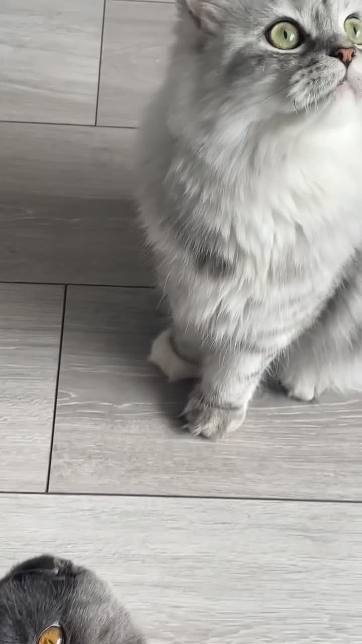 Persian cats for sale: Female and Male cat for Rehome.  - Video 4