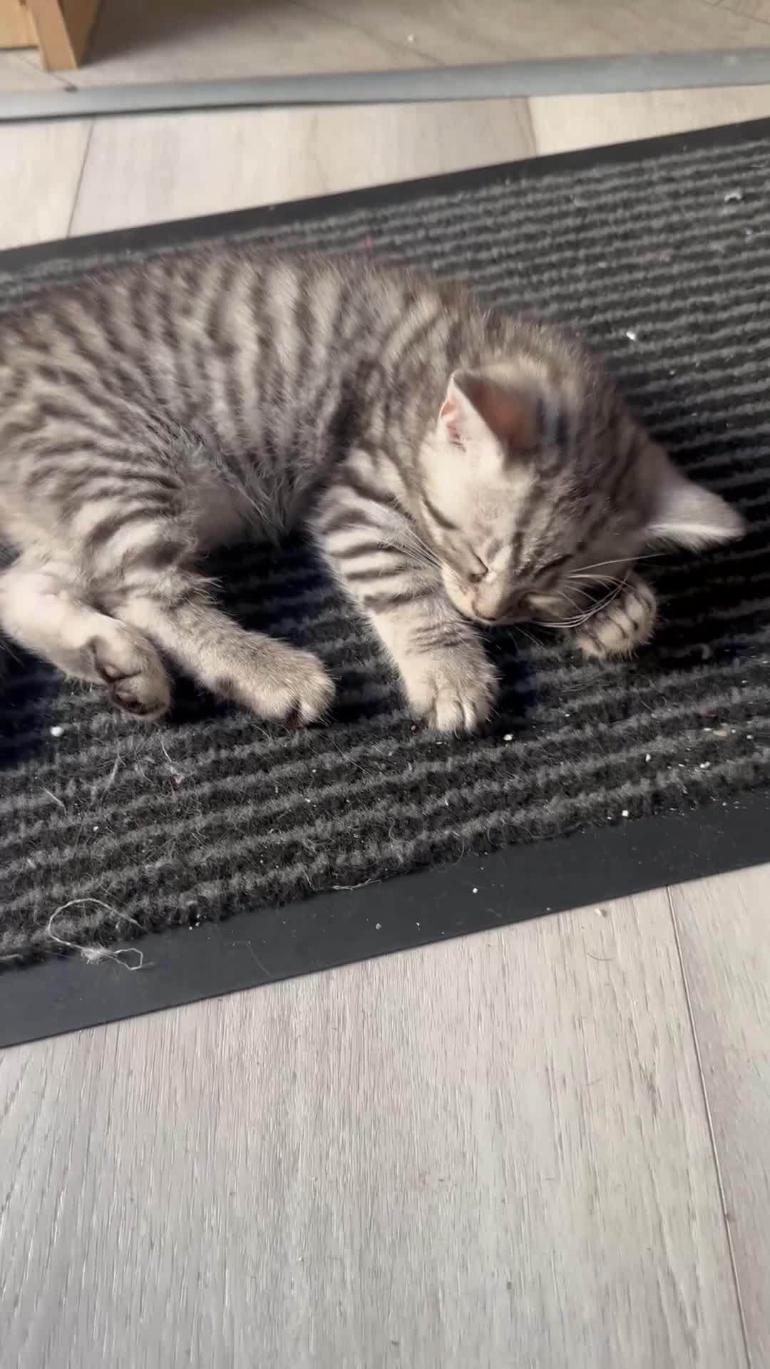 Scottish Fold cats for sale: Scottish straight kittens for sale  in Cardiff - Video 1