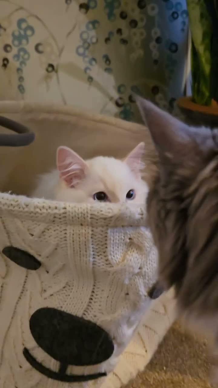 Ragdoll cats for sale: Flame Point Ragdoll Boy Last Available  - Video 2
