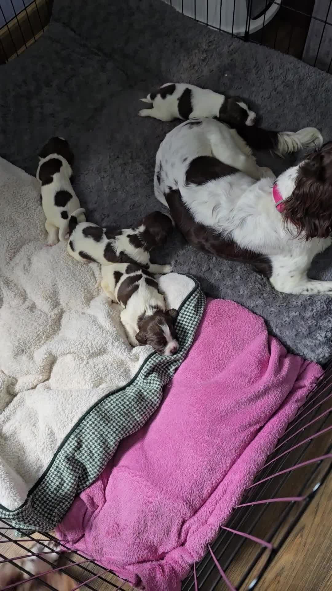 English Springer Spaniel dogs for sale: Stunning Pedigree Registered Pups - Video 1