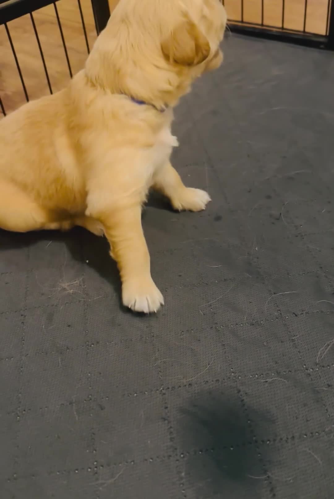 Golden Retriever dogs for sale: KC Registered Goldens Raised In Our Family Home - Video 1