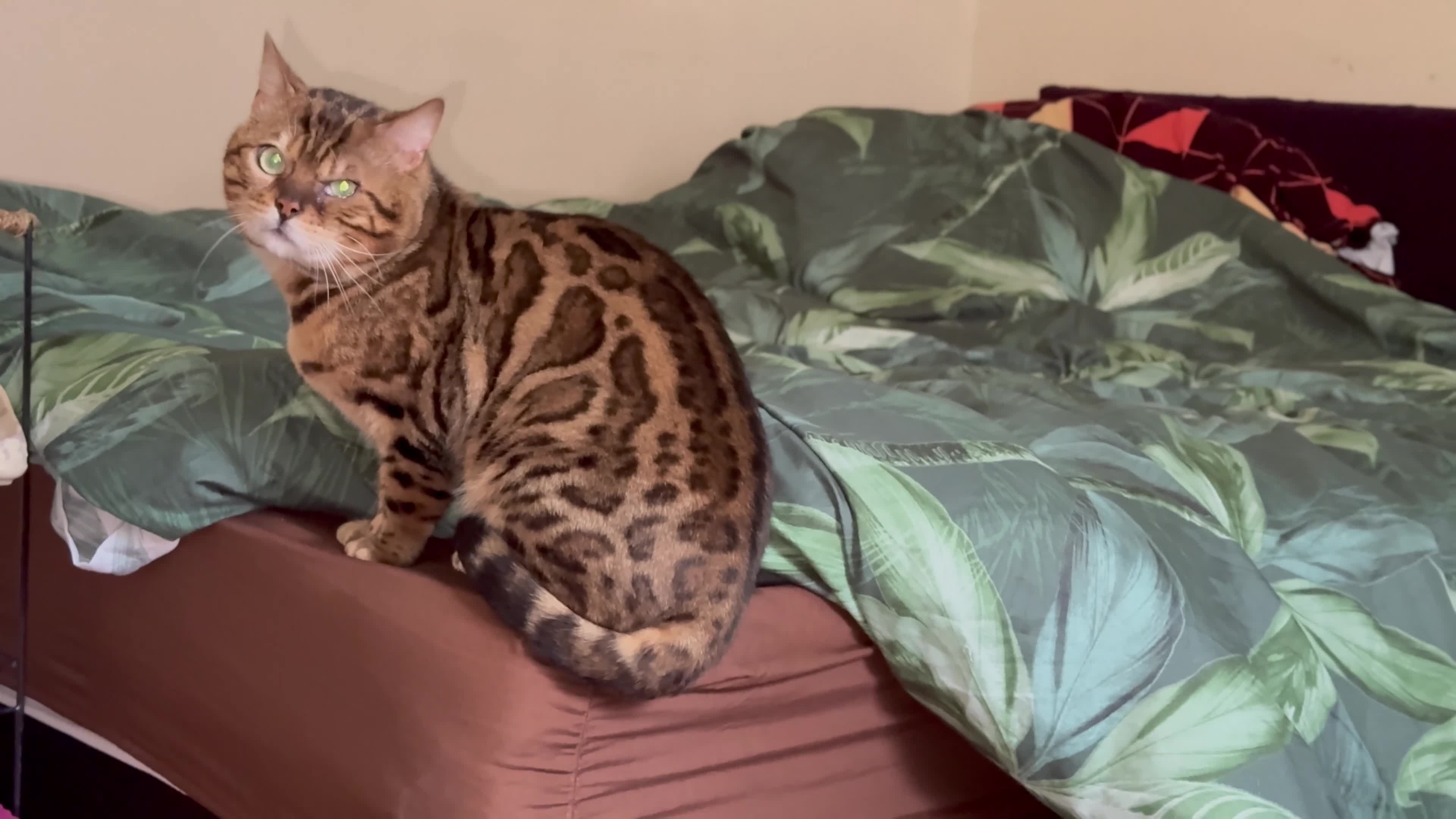 Bengal cats for sale: Ticca registered active male  - Video 1