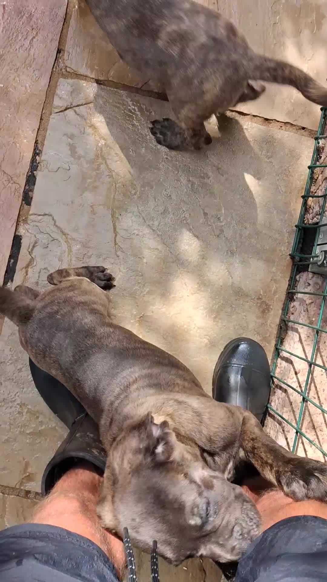Cane Corso dogs for sale: ICCF Registered 🧬🏆 Cane Corso pups. - Video 1
