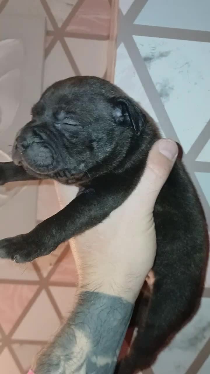 Staffordshire Bull Terrier dogs for sale: Beautiful Staffordshire Bull pups  - Video 2