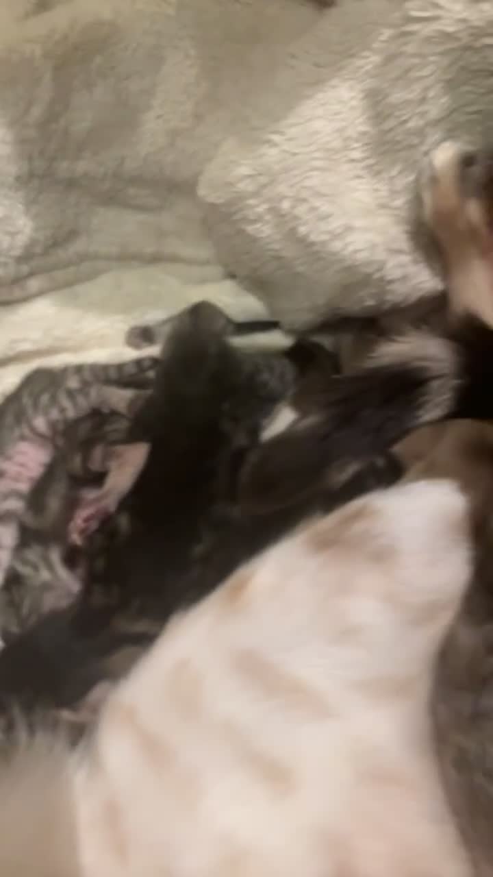 Bengal cats for sale: 5 bengal kittens  - Video 1