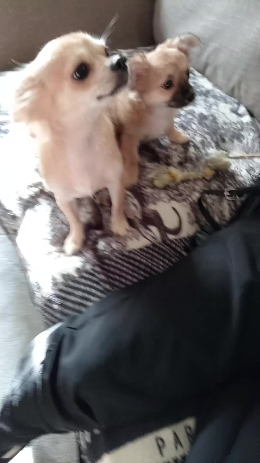 Chihuahua dogs for sale: Pure Chihuahua boy  - Video 1