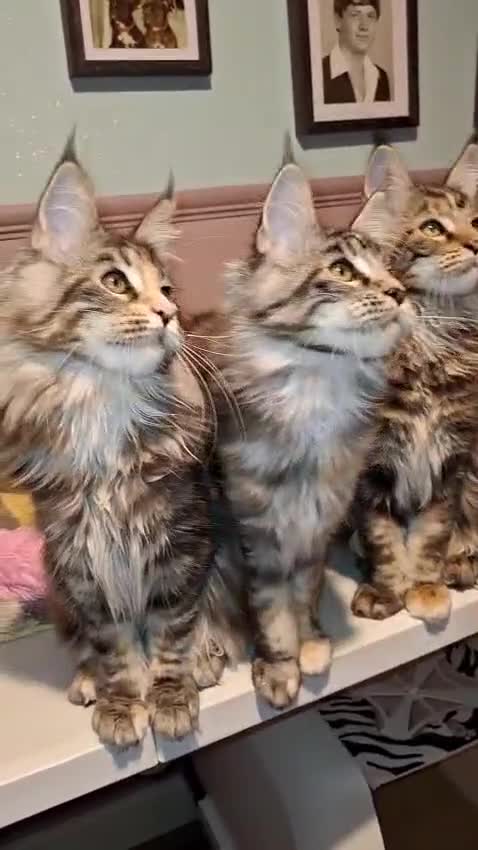Maine Coon cats for sale: Beautiful torbie Maine Coon girls - Video 2