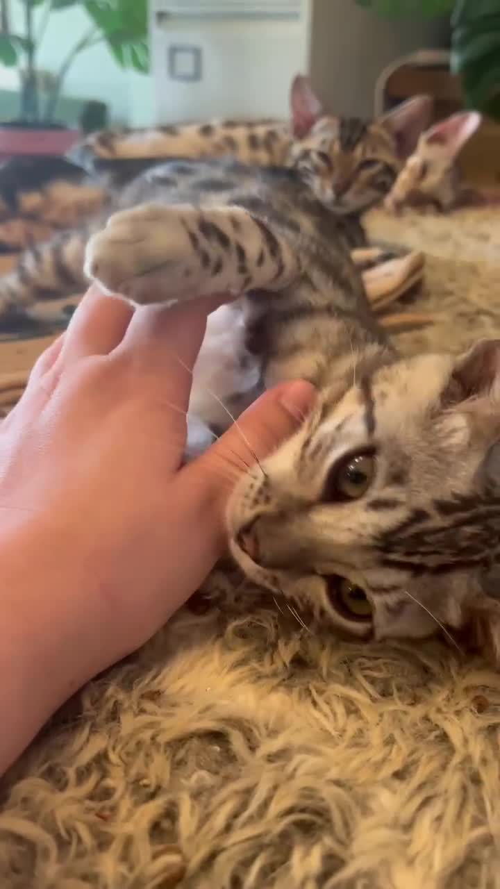 Bengal cats for sale: Beautiful Bengal Kittens Ready for Forever Homes - Video 1