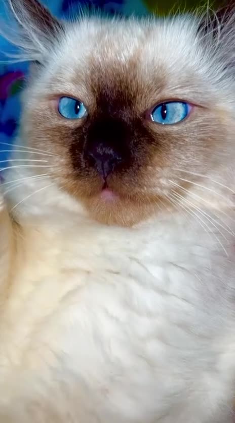 Ragdoll cats for sale: Gentle & Pure Ragdoll Looking for a Loving Family - Video 1