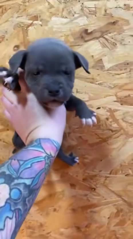 Staffordshire Bull Terrier dogs for sale: Most Friendly Staffy’s & Great Personality  in Aylesbury - Video 2